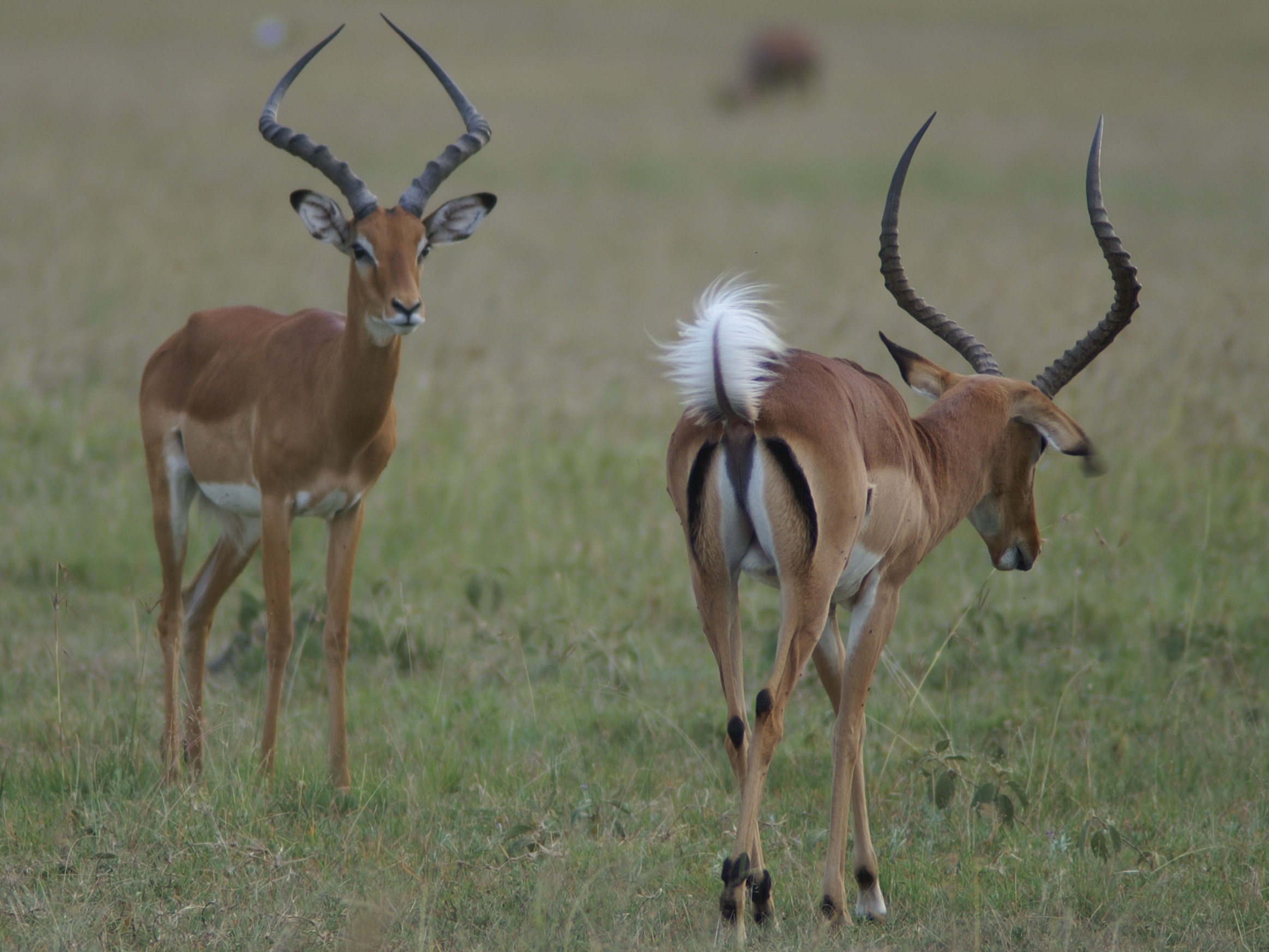 Impala males communicate by pantomime, but also use loud vocalizations and a multitude of scent glands (copyright: Jakob Bro-Jorgensen)