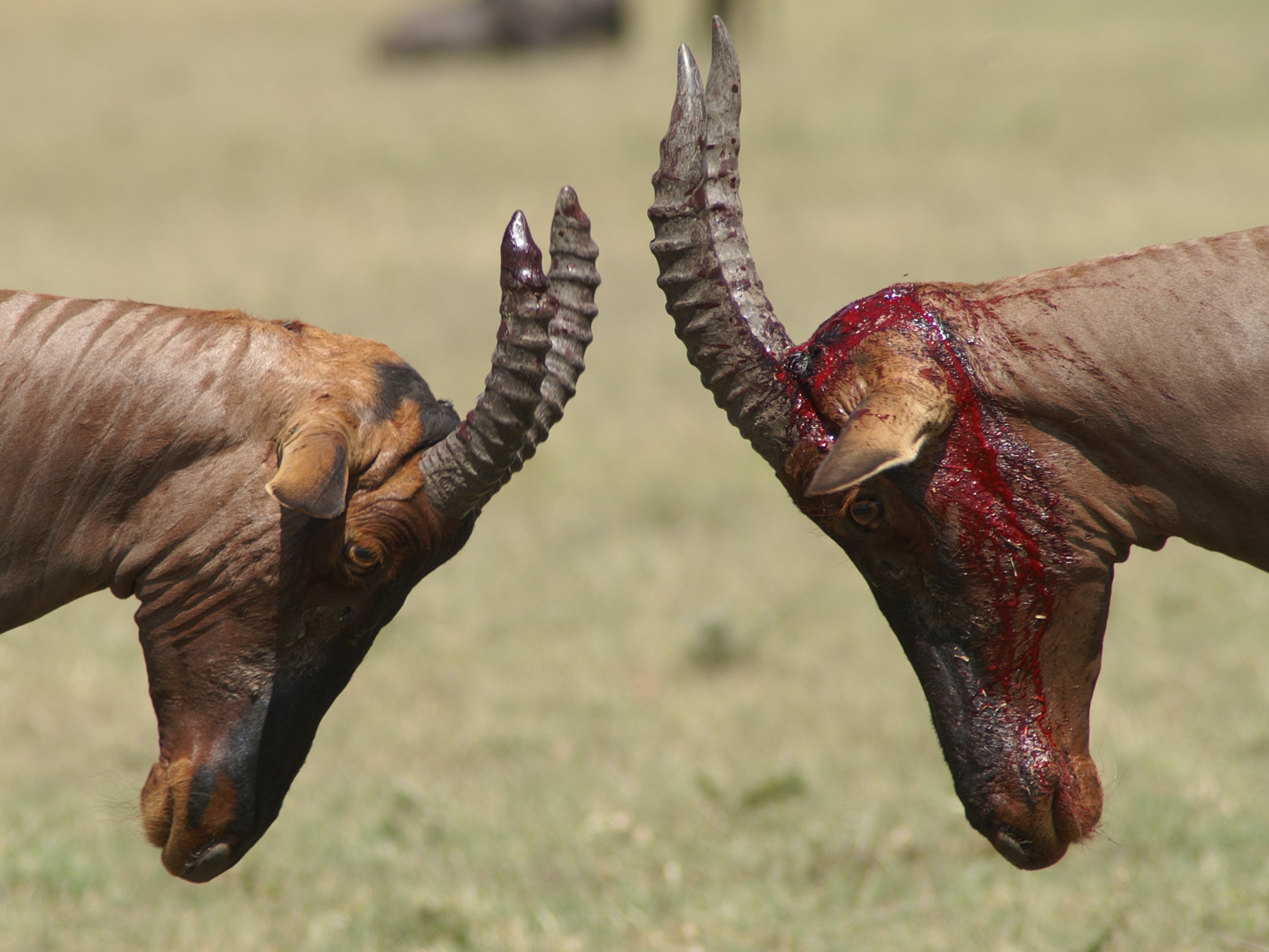 Dramatic displays of sex and violence characterize the centre of the topi mating arenas, so-called 'leks' (copyright: Jakob Bro-Jorgensen)