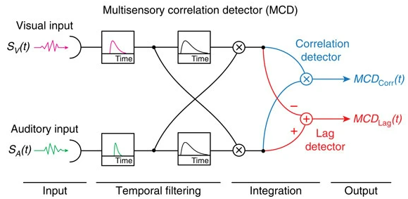 Multisensory correlation detector, a general purpose model for multisensory integration (Parise & Ernst, 2016, Nature Communications)