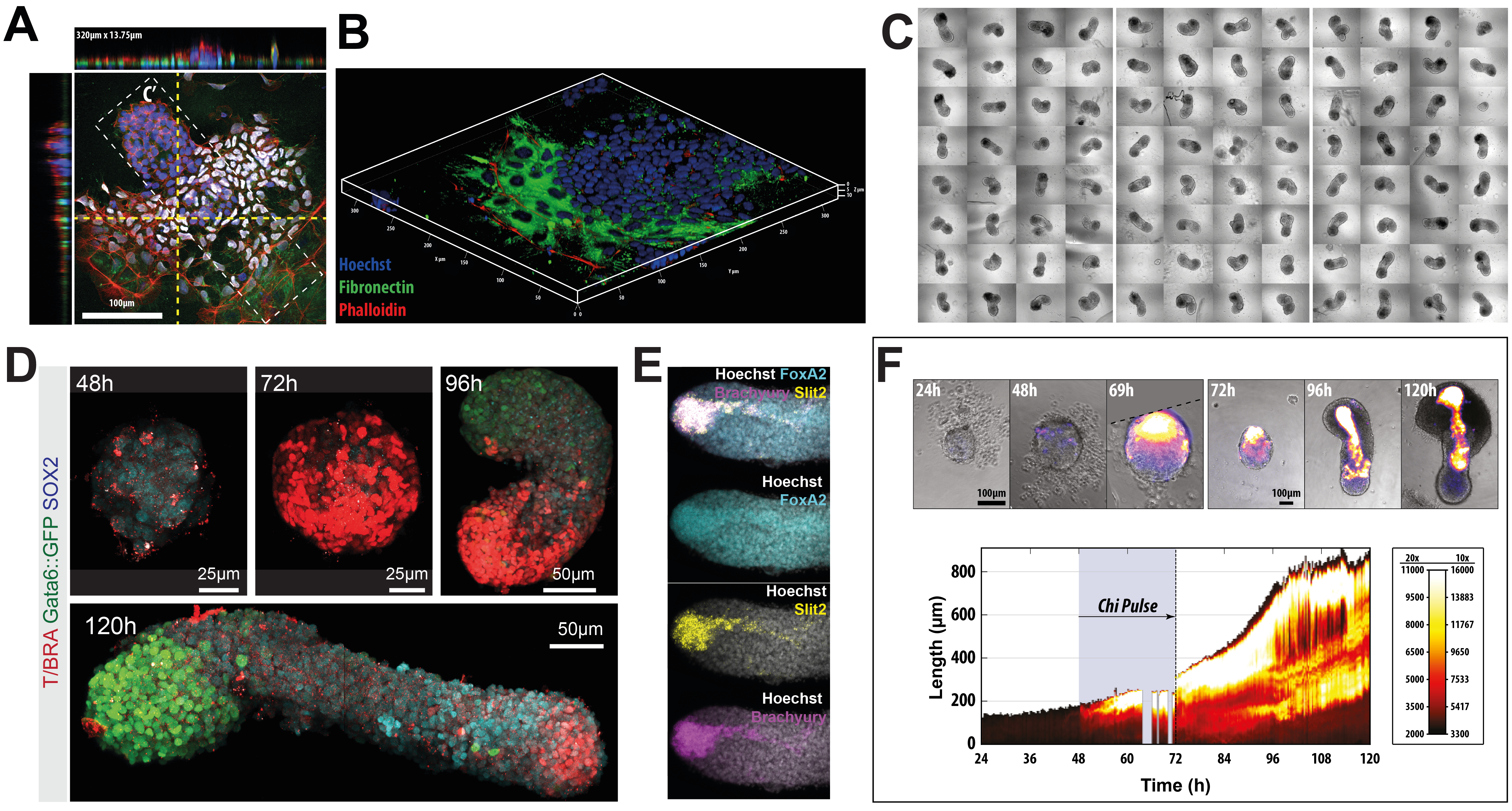 2D and 3D embryonic stem cell models for development: (A,B) mESCs grown in 2D and stained as indicated. (C-F) Gastruloid culture showing high reproducibility (C), their general development through immunostaining (D), and in situ hybridisation chain reaction (E), and live imaging (F).