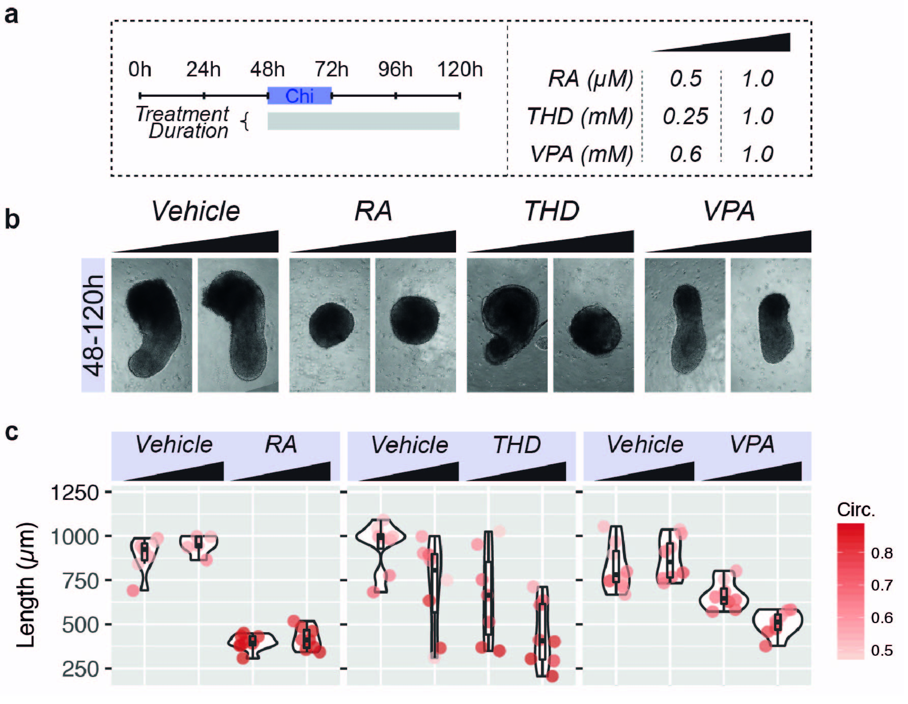 Teratogen exposure alters gastruloid development: (a) Experimental design; (b) Gastruloid images following indicated treatment; (c) Quantification of gastruloid length (um) and deformation (colour). RA: Retinoic Acid; THD: Thalidomide; VPA: Valproic Acid.