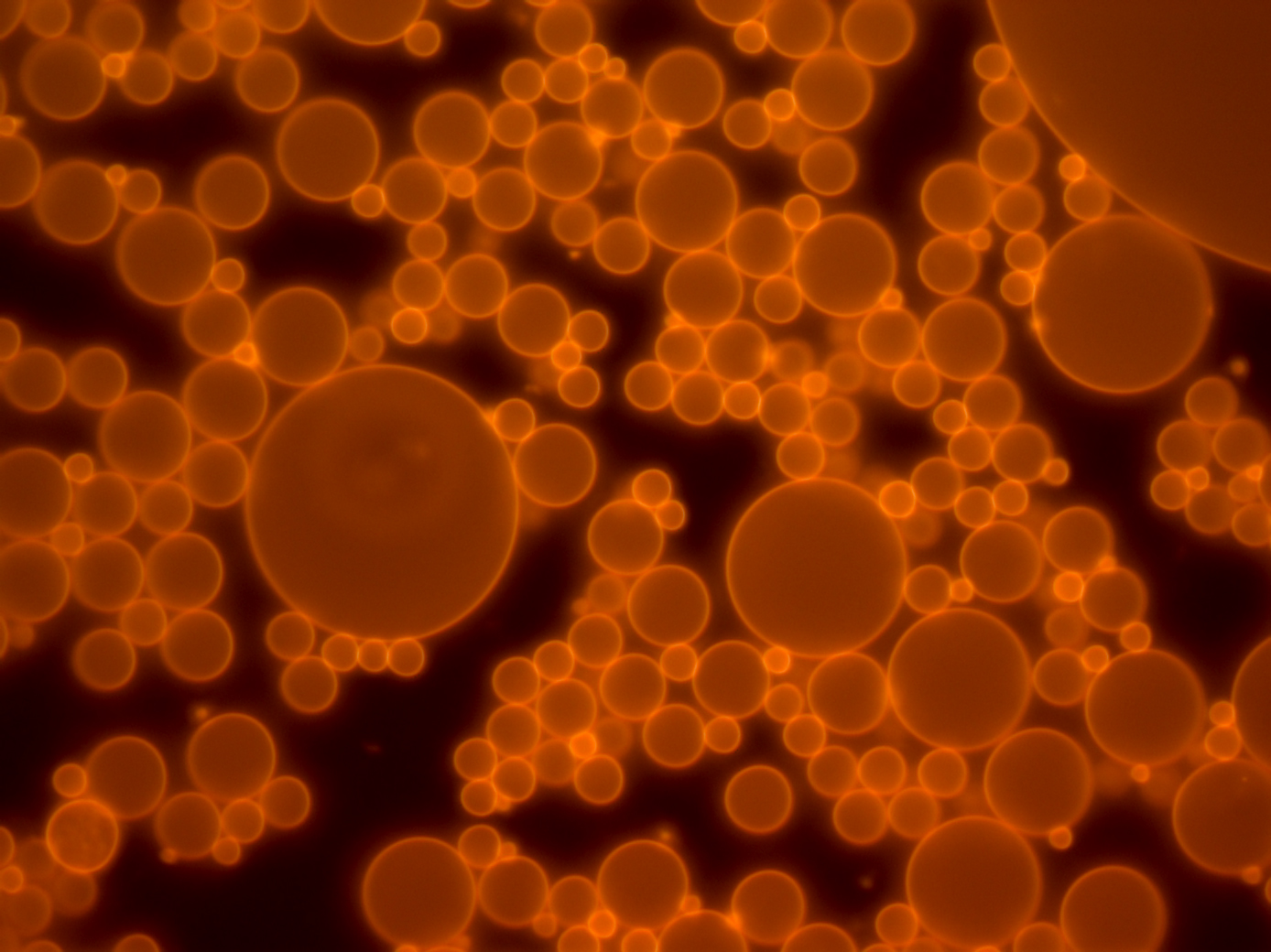 pH responsive emulsions under the microscope