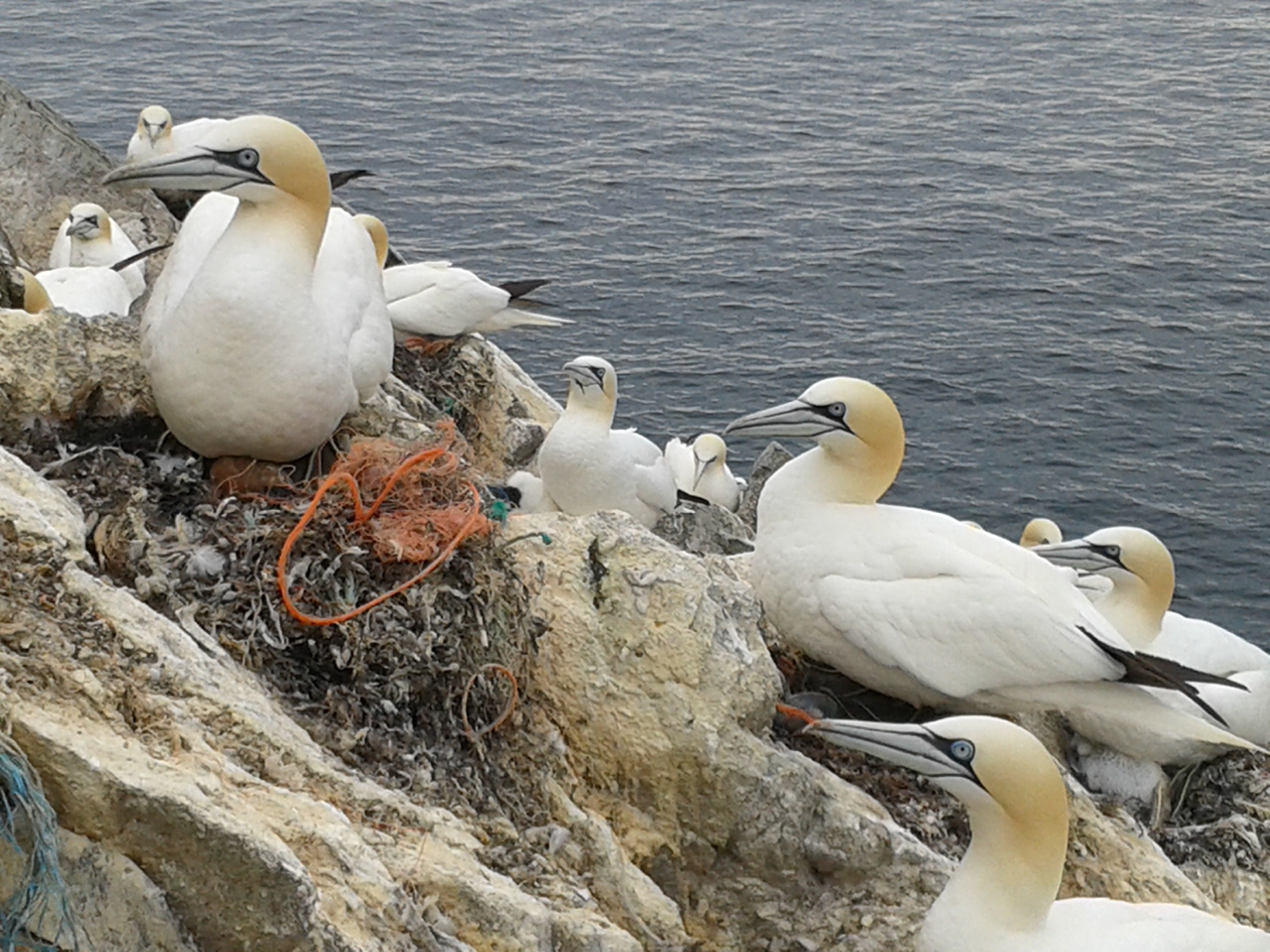 Gannets breeding on 'Les Etacs' off the coast of Alderney, in the Channel Islands.