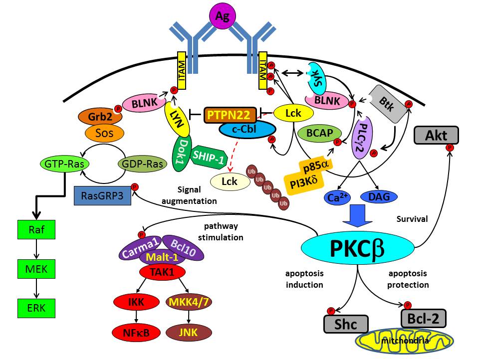 Pathways activated by B cell receptor engagement.