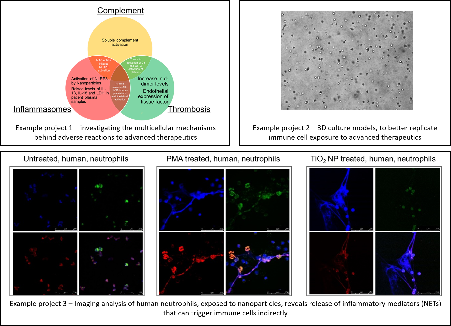 We utilise complex models (3D, co-culture, new matrices) to unravel the inricate mechanisms underpinning immune responses to advanced therapeutics.