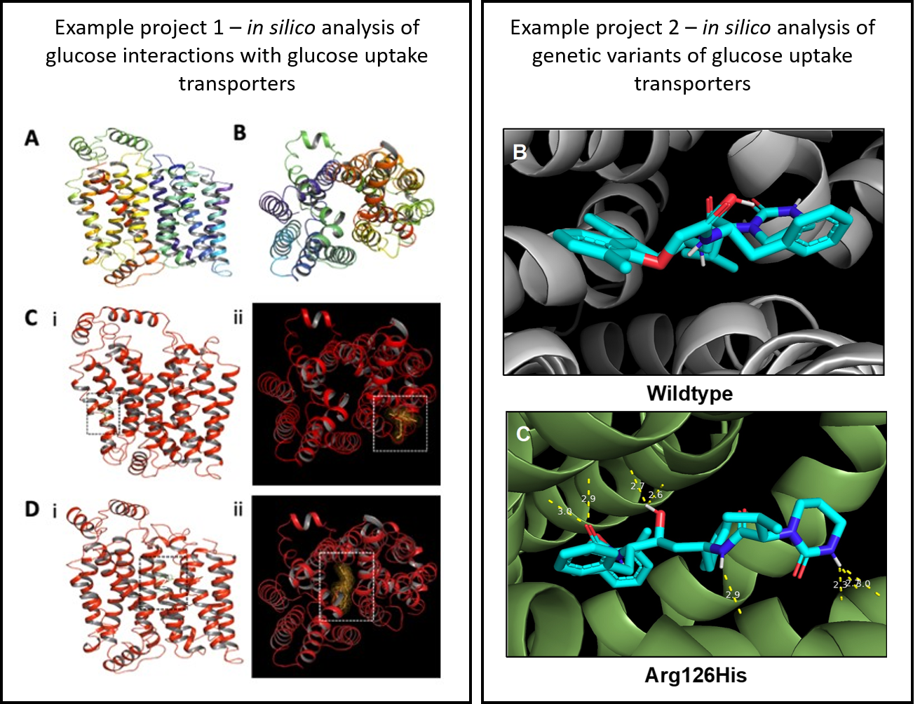 In silico modelling of the interaction of antiretovirals with SLC2A1 (GLUT1). We have shown that ARVs can inhibit immune cell respones, possibly as a result of inhibition of glucose uptake, and alter cell bioenergetics (Heaton et al, 2022 [Biomedicine & Pharmacotherapy]; Henshaw et al, 2022 [unpublished]).