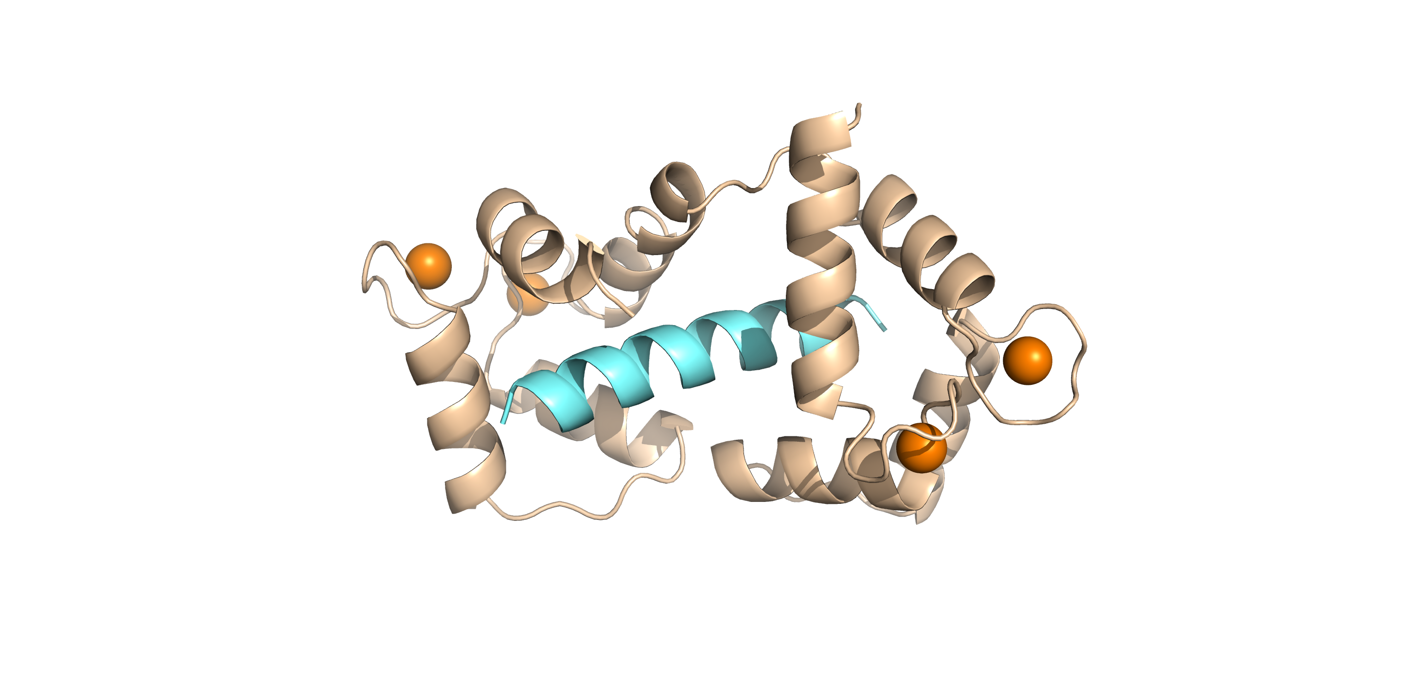 Cartoon representation of the crystal structure of calmodulin in complex with RyR2 peptide.