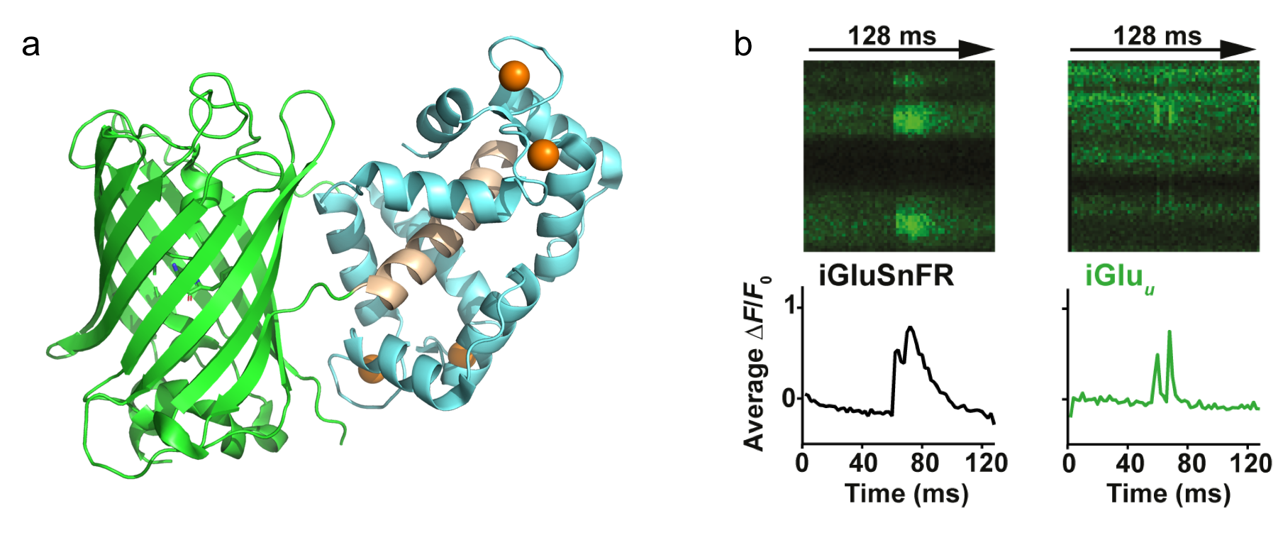 (a) Cartoon representation of the crystal structure of GCaMP6m calcium indicator (PDB 3WLD). (b) Imaging glutamate release from single presynaptic terminals using iGluSnFR and our newly developed iGluu after stimulation by two somatic APs at 10-ms interstimulus intervals. (Helassa et al., PNAS, 2018)